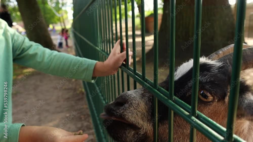 Little boy feeding a pygmy goat over a fence in a petting zoo closeup