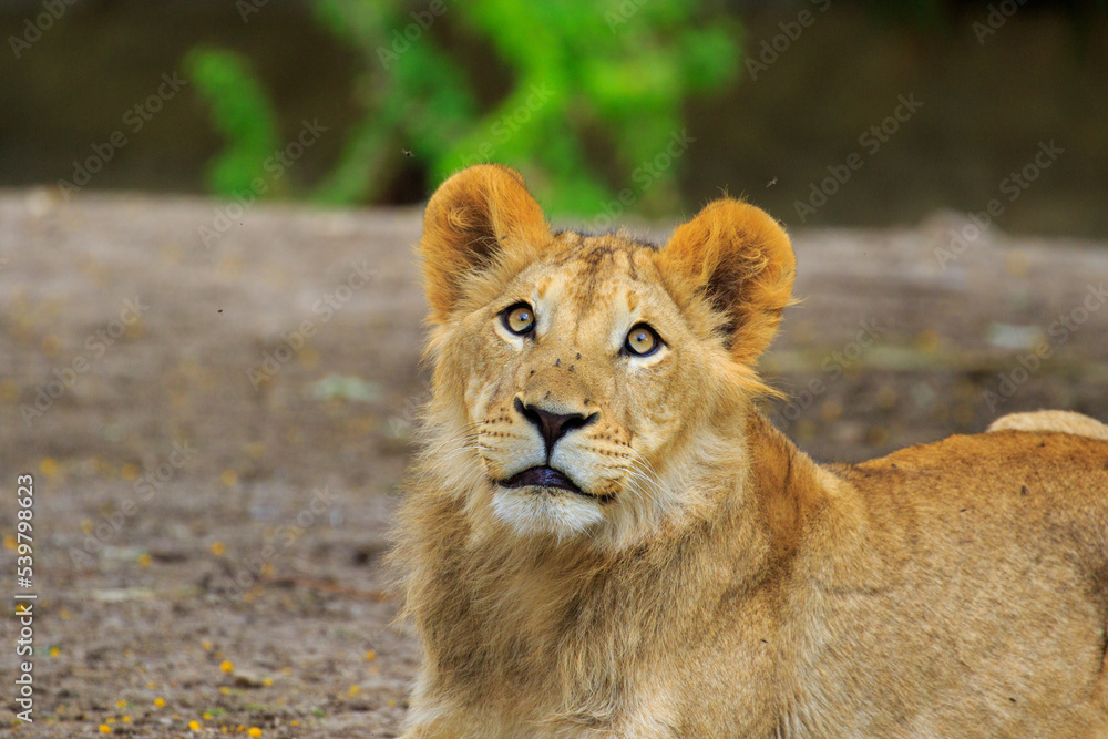 Fototapeta premium lion cub in the grass