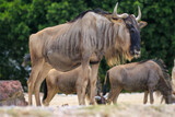 wildebeest in the zoo