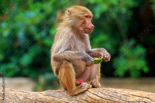 portrait of a macaque © JorgeArmando