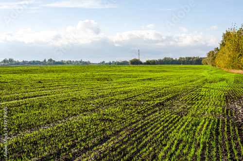 Young shoots of winter wheat sunny autumn day. Power line pylon passing through the field.