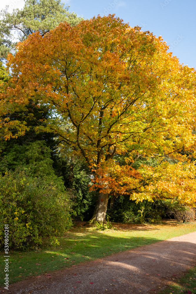An oak tree with leaves turning yellow in their natural way during autumn or fall that happens yearly. The annual seasonal change is part of natures cycle and creates beautiful colors in woodlands An oak tree with leaves turning yellow in their natural way during autumn or fall that happens yearly. The annual seasonal change is part of natures cycle and creates beautiful colors in woodlands