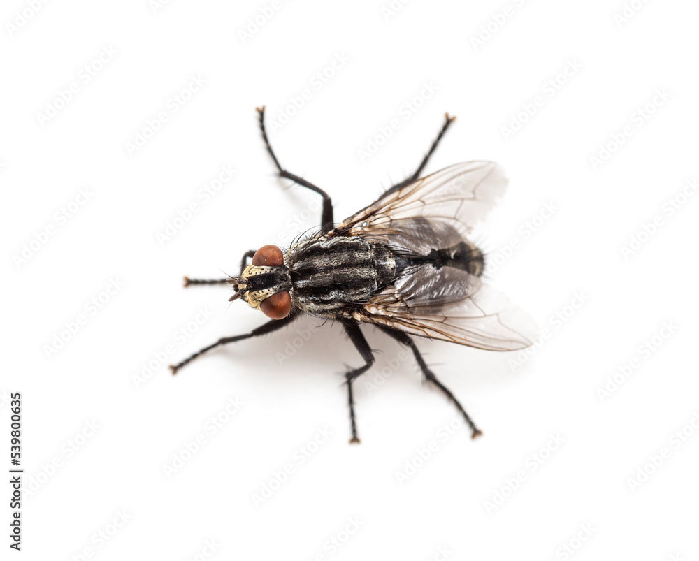 Fly isolated on white Fly isolated on white