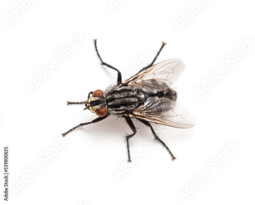 Fly isolated on white