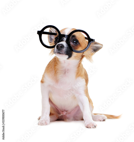 Fototapeta Naklejka Na Ścianę i Meble -  chihuahua dog  wearing glasses  looking up