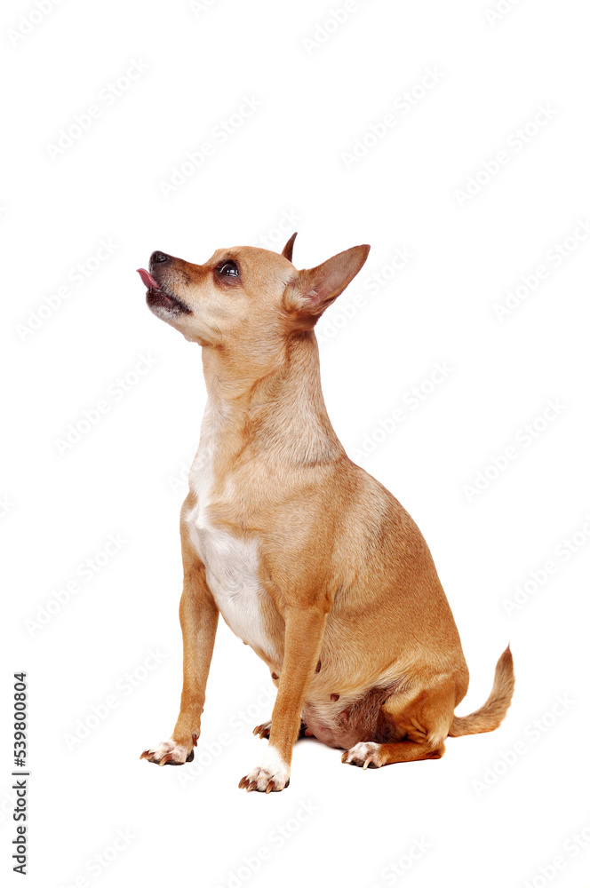 Chihuahua looking up showing its tongue being hungry