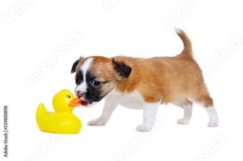 chihuahua puppy sniffing rubber duck