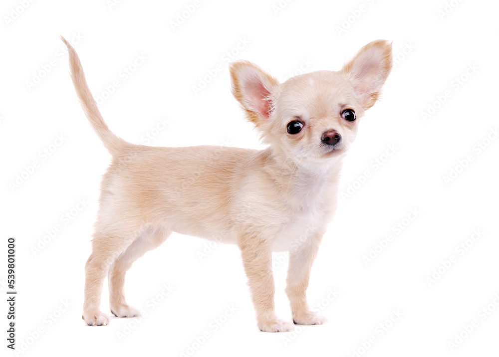Chihuahua puppy on white background Chihuahua puppy on white background