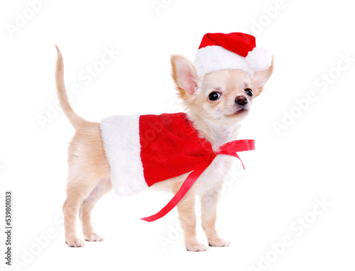 Chihuahua puppy wearing christmas fancy dress