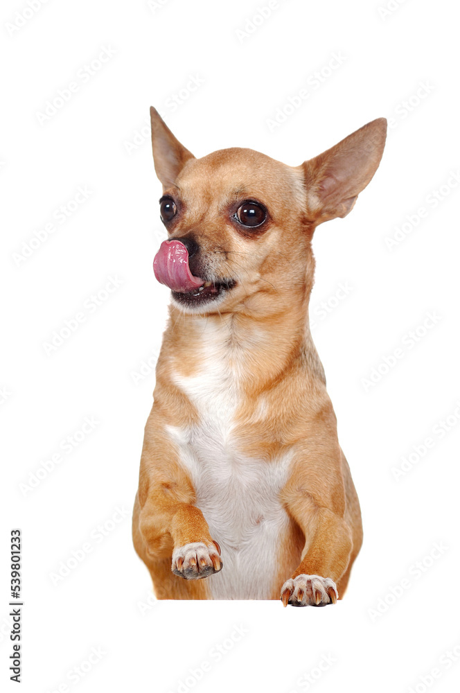 Short haired Chihuahua dog on the blank board showing tongue