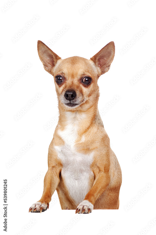 Short haired Chihuahua with the blank board isolated on white