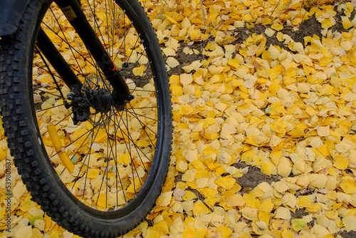 Fallen yellowed autumn foliage background bicycle wheel. © freeman83