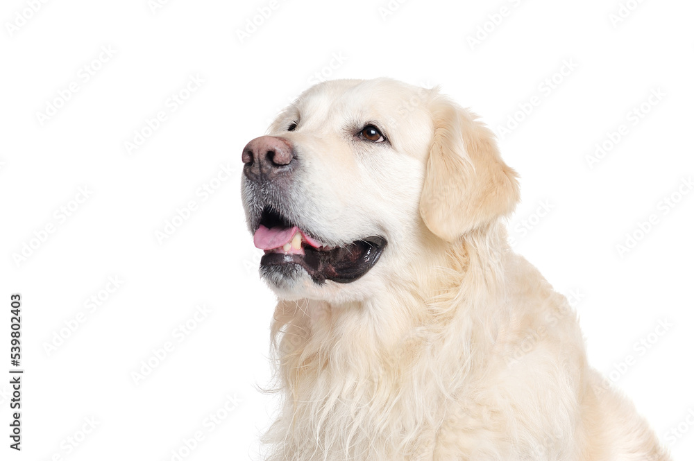 Golden retriever looking to the copy space area Golden retriever looking to the copy space area