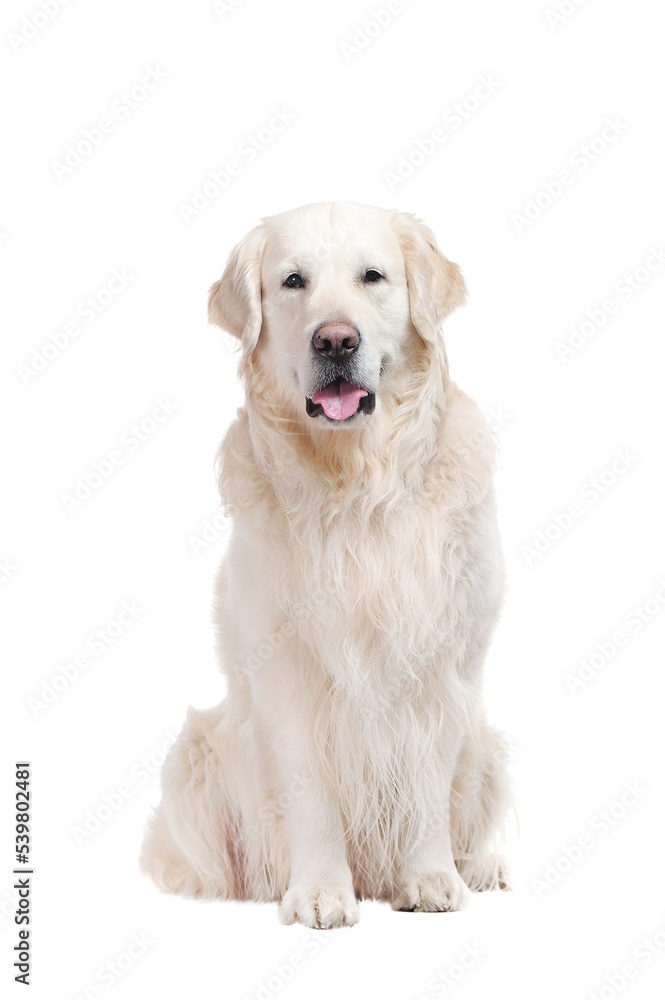 Sitting golden retriever isolated on white background Sitting golden retriever isolated on white background