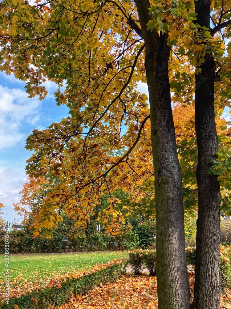 Autumn forest and colourful trees in the park. Colourful leaves on trees and on the ground. Bench in the park in trees. Red, orange and yellow leaves and trees. Sunny day walking in the park. Autumn forest and colourful trees in the park. Colourful leaves on trees and on the ground. Bench in the park in trees. Red, orange and yellow leaves and trees. Sunny day walking in the park.