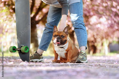 Close-up picture of a french bulldog sitting under the legs of a longboarder photo