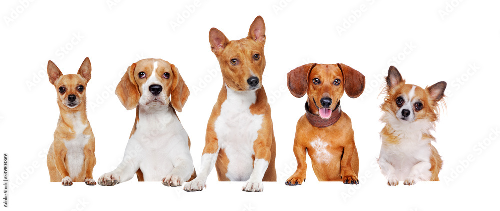 Closeup picture of yellow dogs of different breeds standing on the blank board Closeup picture of yellow dogs of different breeds standing on the blank board