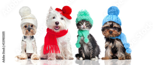 A group of pets wearing hat and scarf