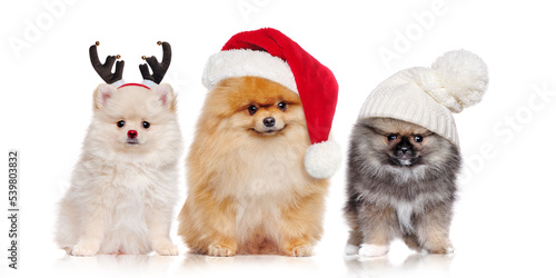 A group of pomeranian spitz dogs wearing christmas outfit