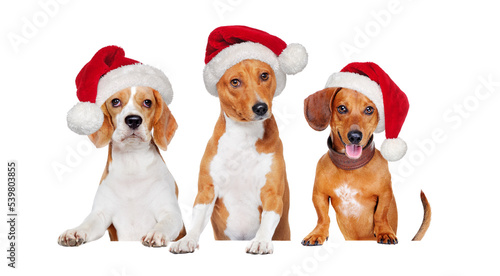 Closeup picture of three dogs wearing santa hats holding the blank board ©  Tatyana Kalmatsuy