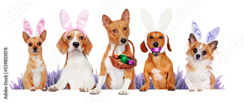 Dogs of different breeds holding the blank board wearing Easter outfit
