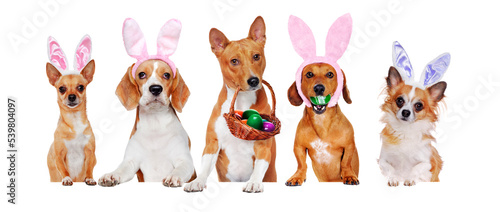 Yellow dogs of different breeds standing on the blank board wearing Easter accessories