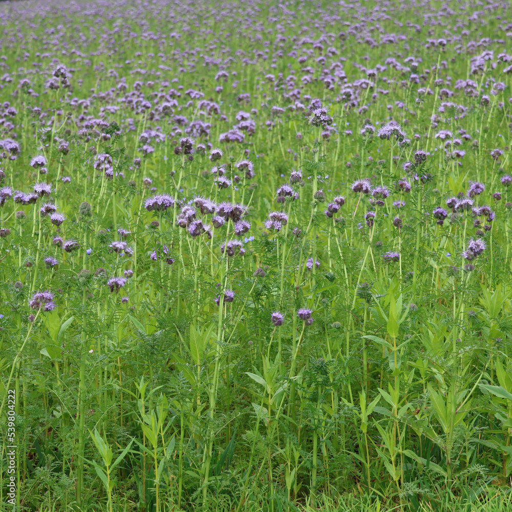 Blaues Blumenmeer