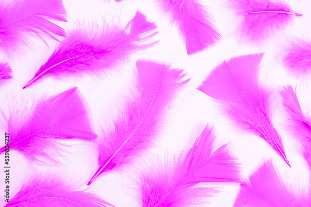 Obraz premium purple or pink feathers on a white background, fashionable, delicate, feminine background. the concept of a party or birthday in purple colors,