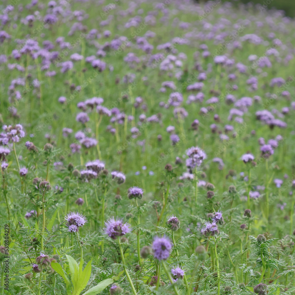 Blaues Blumenmeer