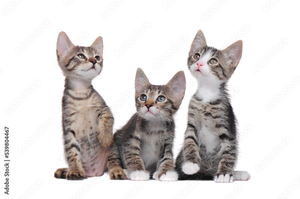 A group of little tabby kittens isolated on white