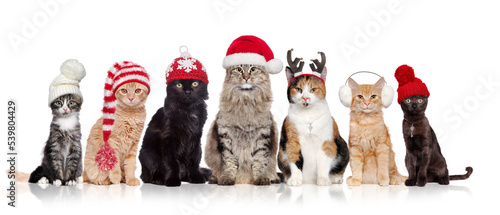 A group of cats sitting in a raw in a white background wearing christmas hats