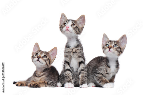 Tabby kittens in a white studio looking up to the text space atea