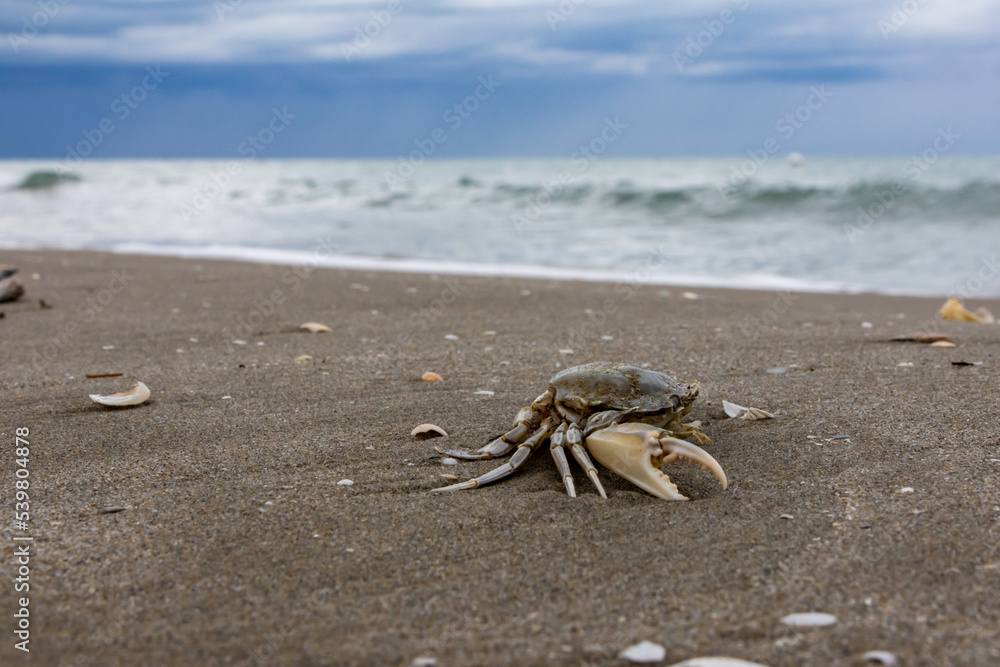 Granchio morto sulla riva del mare Granchio morto sulla riva del mare