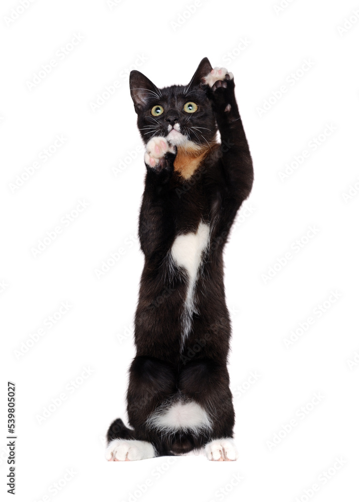 Begging black kitten standing on hind legs