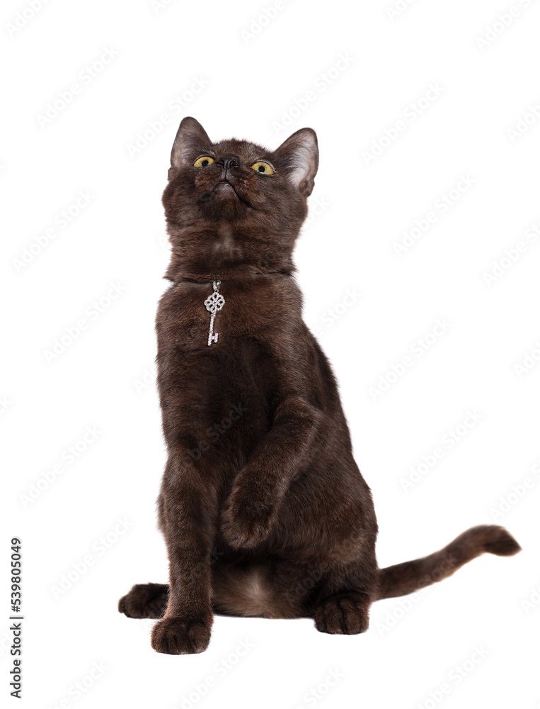 Begging black kitten wearing silver pendant with a raised up paw
