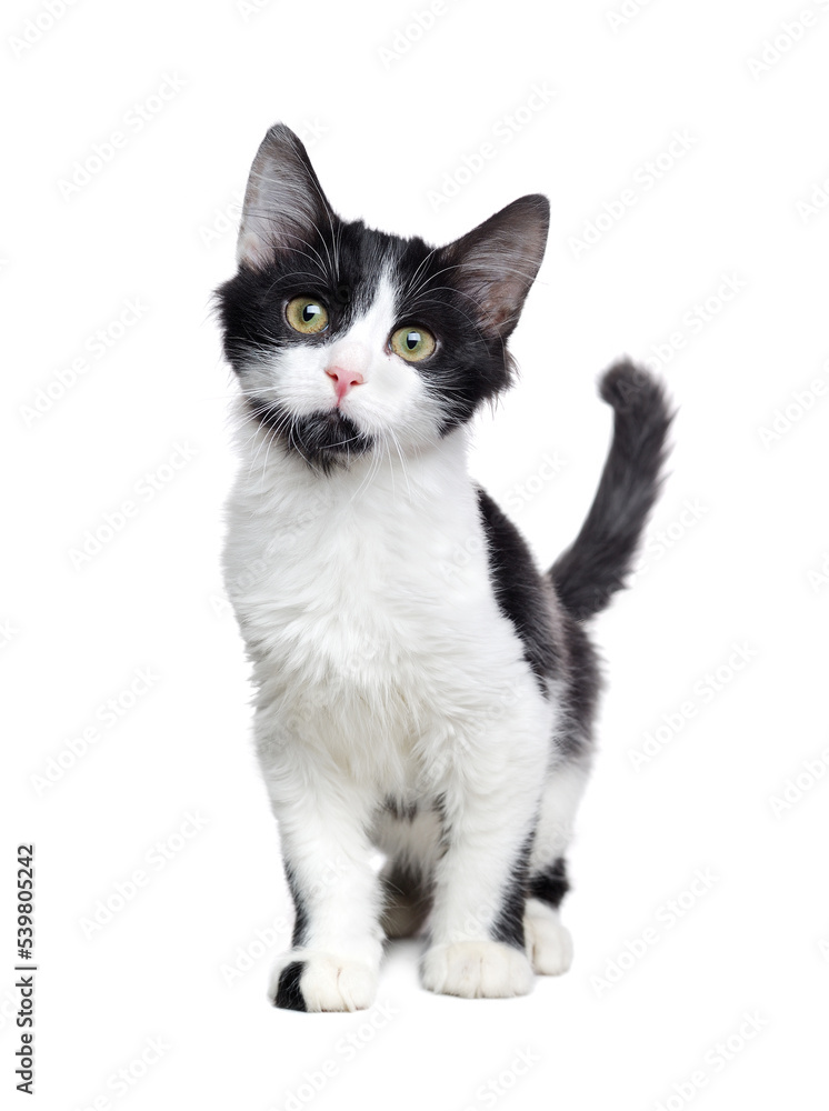 Front  view of  walking  black and white  kitten isolated on white