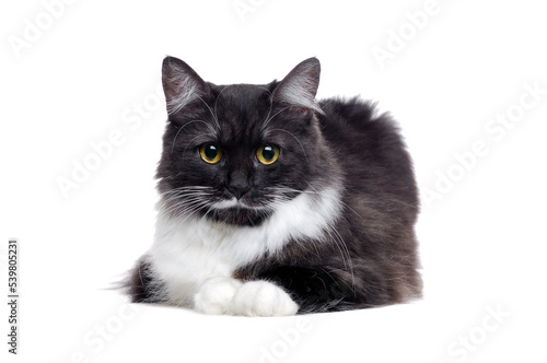 Fluffy mixed breed cat lying on white background