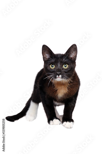 Front view picture of a standing black kitten