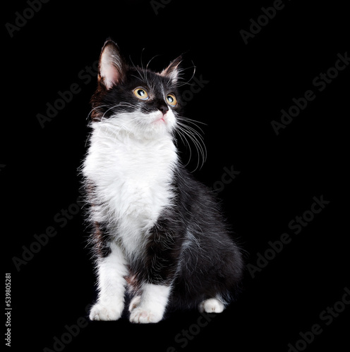 Kitten isolated on black background