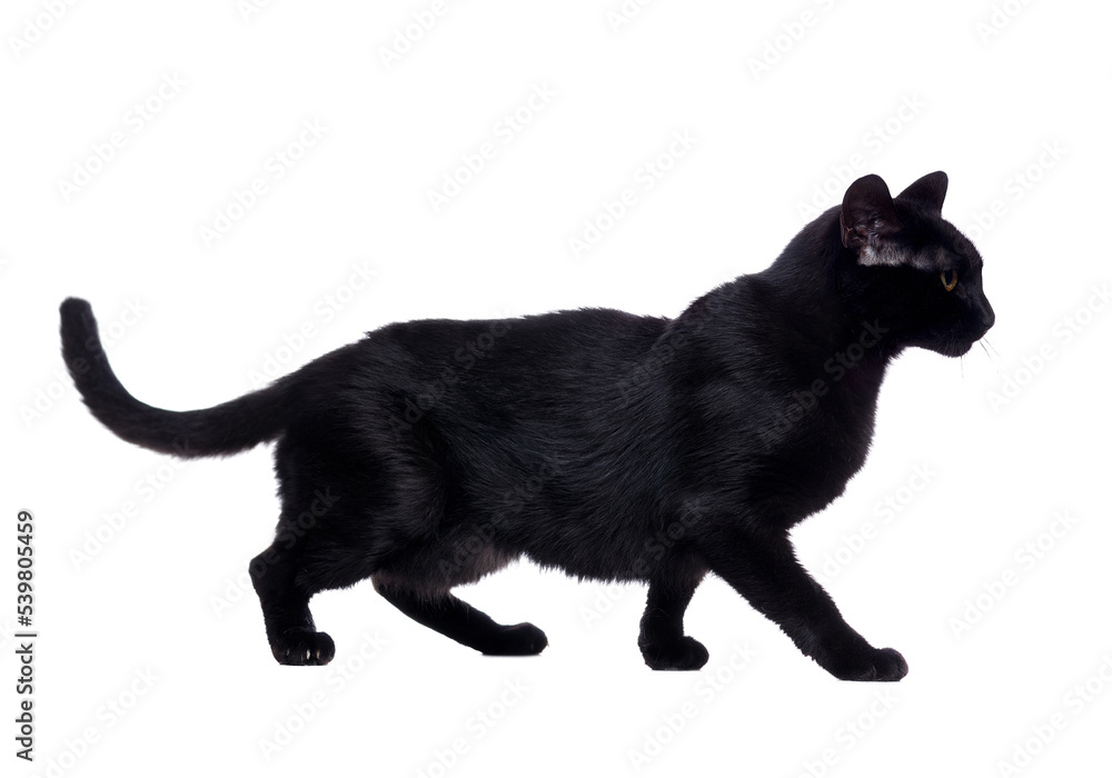 Side view portrait of a walking  black cat