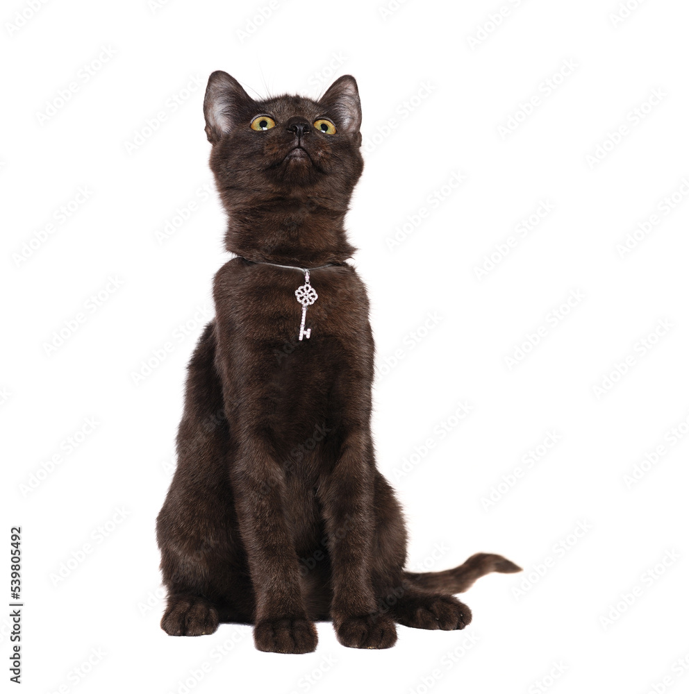 Sitting black kitten wearing silver pendant looking up to the copy space area