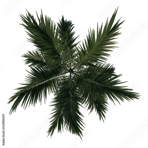 Top view tree ( Alexander palm Tree Palm 1) png