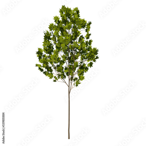 Front view tree  Young Arce Saccharum 1  png