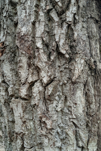 Fototapeta Naklejka Na Ścianę i Meble -  Texture of the bark. Tree bark. Wooden background