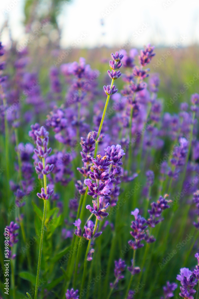 Beautiful lavender in the field close up Beautiful lavender in the field close up