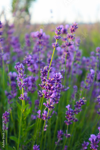 Beautiful lavender in the field close up