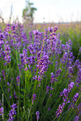 Beautiful lavender in the field close up