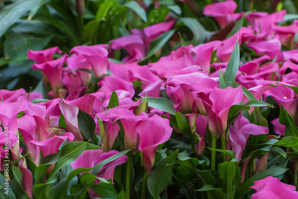 Zantedeschia, a popular exotic houseplant with funnel-shaped Zantedeschia, a popular exotic houseplant with funnel-shaped