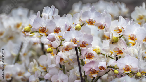 Butterfly Orchid Phalaenopsis Cascade Snowball