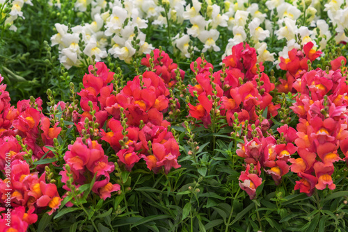 Antirrhinum majus, the common snapdragon, an herbaceous perennial plant photo